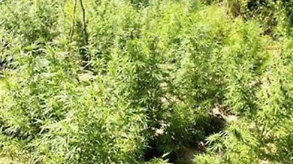 Καλλιεργούσαν χασισοφυτεία στο εξοχικό τους