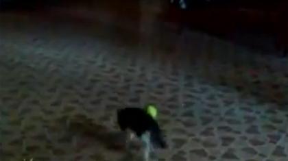 Ο εφιάλτης της γάτας (video)