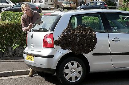 «Φούλαραν» οι μέλισσες