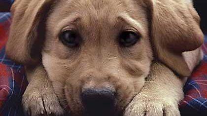 Έρχεται το 1ο... «Γουφ Φέστιβαλ»!