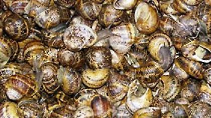 Συνελήφθησαν άνδρες που είχαν κλέψει 350.000... σαλιγκάρια