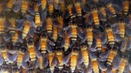 Οι μέλισσες καθυστέρησαν τις πτήσεις