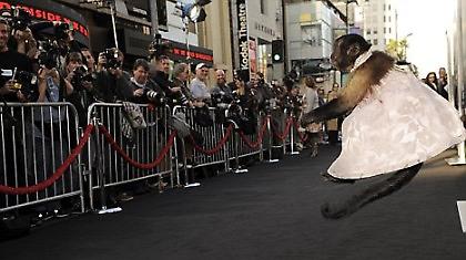 Η μαϊμουδίτσα που «έφαγε» Galifianakis και Cooper