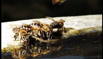 Δεύτερος θάνατος από τσίμπημα σφήκας!