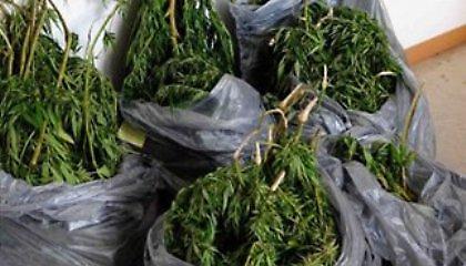 Καλλιεργούσε 235 δενδρύλλια κάνναβης