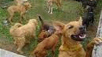 Δάσκαλος θύμα αδέσποτων σκυλιών