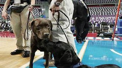 Χάθηκε το σκυλάκι του Τζινόμπιλι