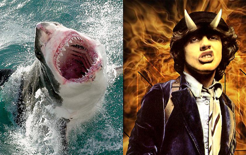 Πώς να γλυτώσετε από έναν λευκό καρχαρία