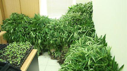 Ξερίζωσαν 736 δενδρύλλια ινδικής κάνναβης στην Ηλεία