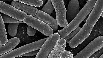 Είκοσι δύο οι νεκροί απο το βακτήριο E.Coli