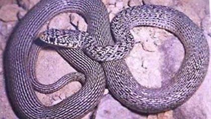 Τα φίδια «έζωσαν» τη Λαμία και τα Τρίκαλα!