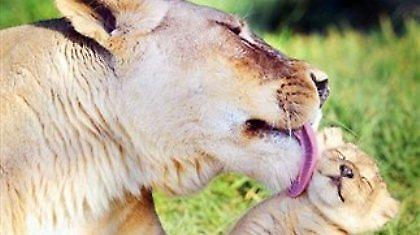 Σιγά, θα με «κατσιάσεις»