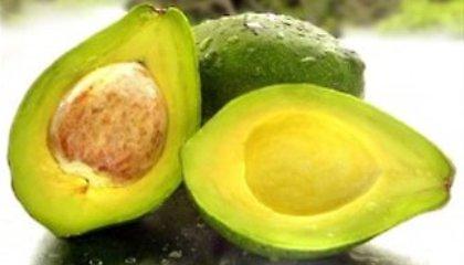 Και μολυσμένα αβοκάντο με βακτήρια E. Coli στην Ταϊλάνδη