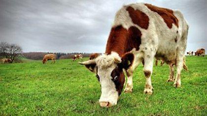 Αγελάδα παράγει γάλα διατροφικά ισάξιο με το μητρικό