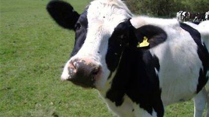Αγελάδα ικανή να παράγει γάλα ισάξιο του μητρικού