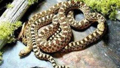 Τα φίδια σέρνονται στους δρόμους του Αιγίου και της Λαμίας!