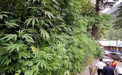 Ελεύθερη σοσιαλιστική κάνναβη!