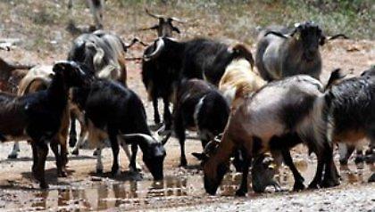 Τραυματίστηκε από σύγκρουση με… κατσίκες!