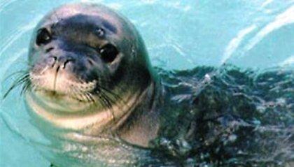 Σκότωσαν μεσογειακή φώκια με καμάκι!