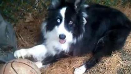 Ένα σκυλί στέλνει μήνυμα στον Στερν για το λοκ άουτ