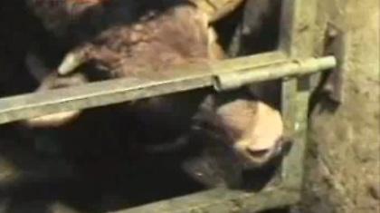 Ζώο είμαι, όχι ηλίθια! (video)