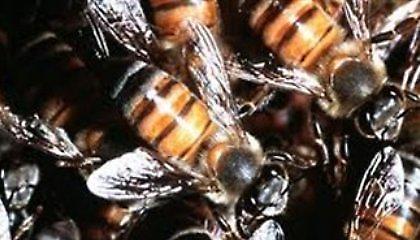 Μέλισσες σκότωσαν 20 πρόβατα στα Τρίκαλα!