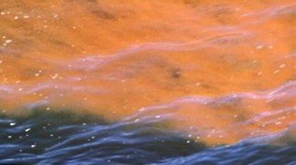 Θαλάσσια ρύπανση στη Ρόδο