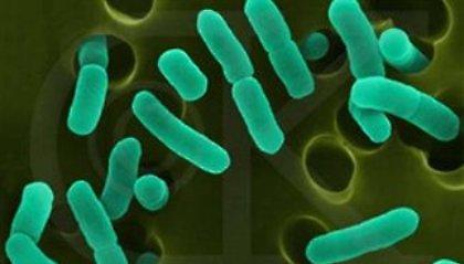 Ανακαλούνται μολυσμένοι σπόροι από την Αίγυπτο