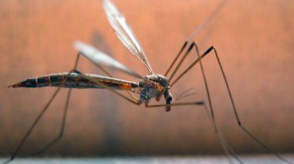 Επανεμφανίστηκε ο ιός του δυτικού Νείλου