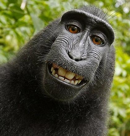 Γελάει ο Μακάκας!