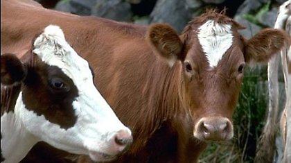 Ήρθη η απαγόρευση εξαγωγής βοοειδών στην Ινδονησία