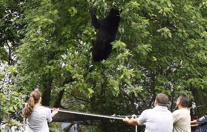 Βρήκε δίχτυα ο αρκούδος!