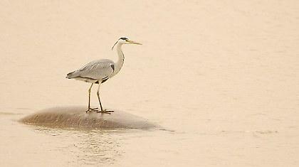 Κινήθηκε ο βράχος! (pics)