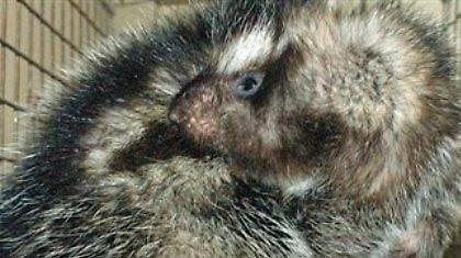 Ο αφρικανικός αρουραίος με τρίχωμα… δηλητήριο