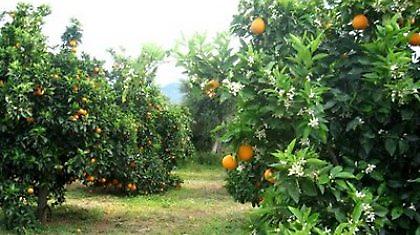 Θέλουν το χυμό τους!