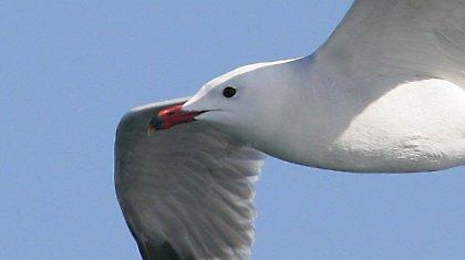 Απειλείται με εξαφάνιση το σύμβολο του Αιγαίου