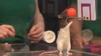 Αγώνας μπάσκετ με αρουραίους (video)