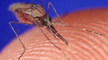 Στα 28 τα κρούσματα από τον ιό του Δυτικού Νείλου