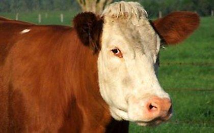 Ψάχνουν την αγελάδα με τηλεπαθητικό..