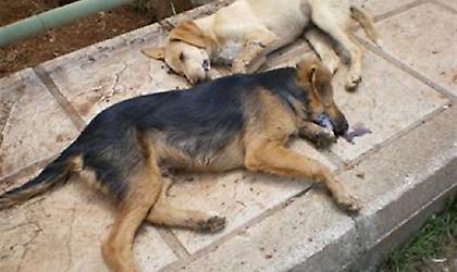 Δηλητηρίασαν και μαχαίρωσαν 20 σκυλιά
