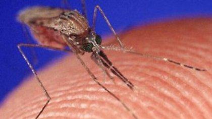 Σύμμαχος των κουνουπιών ο «Καλλικράτης»