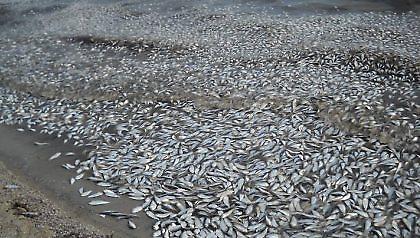 Μισός τόνος νεκρά ψάρια