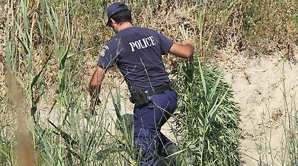 Xασισοφυτεία-μαμούθ στην Πάτρα