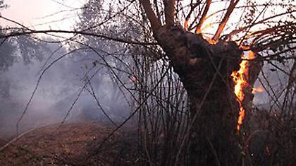 Έβαζε φωτιές για εκδίκηση!