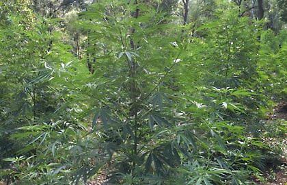 Φυτεία με 732 δενδρύλλια κάνναβης στην Εύβοια