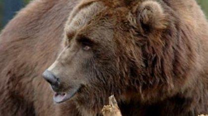 Αρκούδα σκότωσε γυναίκα που προσπάθησε να την ταΐσει
