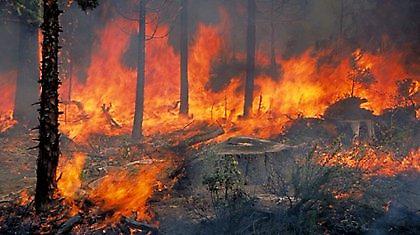 Πυρκαγιά στη Μεγαλόπολη Αρκαδίας