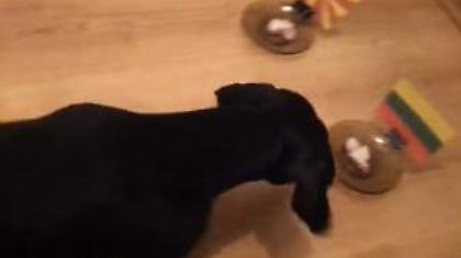 Το σκυλί που ζήλεψε το χταπόδι του Μουντιάλ (Video)