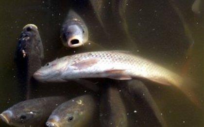 Τόνοι νεκρών ψαριών στη λιμνοθάλασσα Πρόκοπου