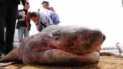 Σπάνιος καρχαρίας ξεβράστηκε σε παραλία της Σάμου